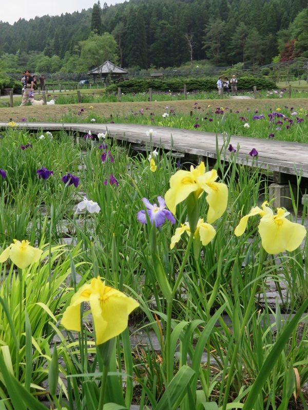 永沢寺の「花しょうぶ園」・・・_d0352628_11211828.jpg