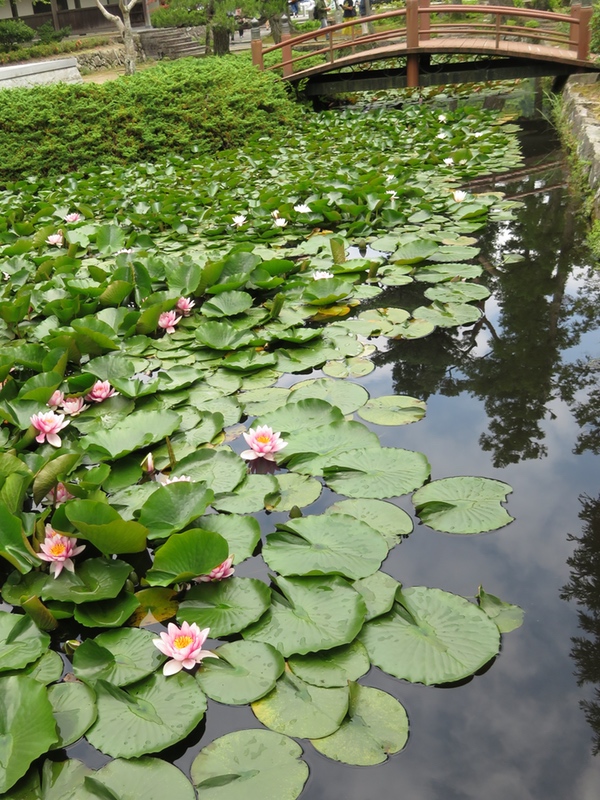 永沢寺の「花しょうぶ園」・・・_d0352628_14472542.jpg