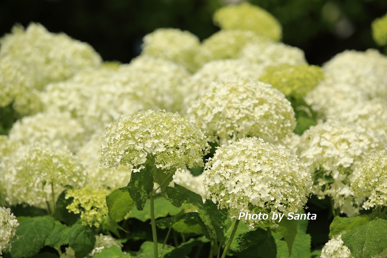 2018 紫陽花遠征～稲沢～_c0201929_07181309.jpg