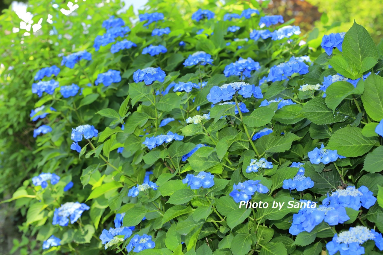 2018 紫陽花遠征～稲沢～_c0201929_07181417.jpg