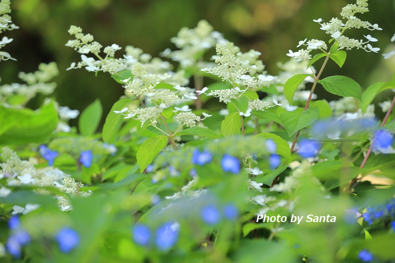 2018 紫陽花遠征～稲沢～_c0201929_07181420.jpg