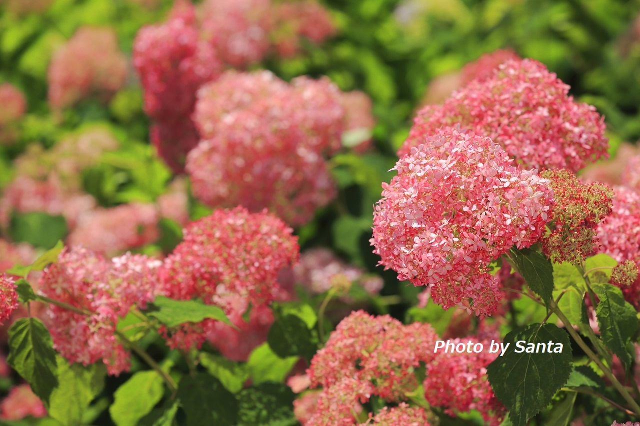 2018 紫陽花遠征～稲沢～_c0201929_07181465.jpg