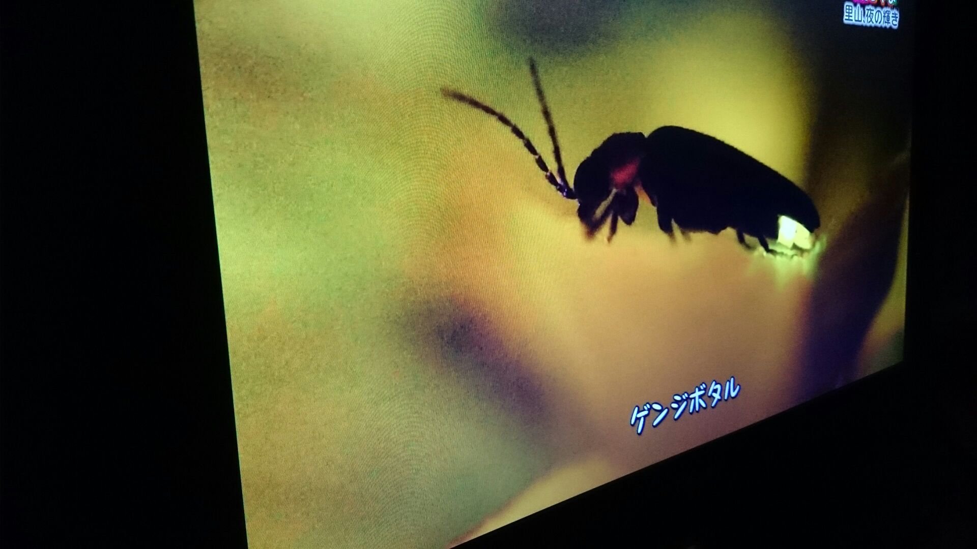 孤高のカメラマン_d0180229_18484418.jpg