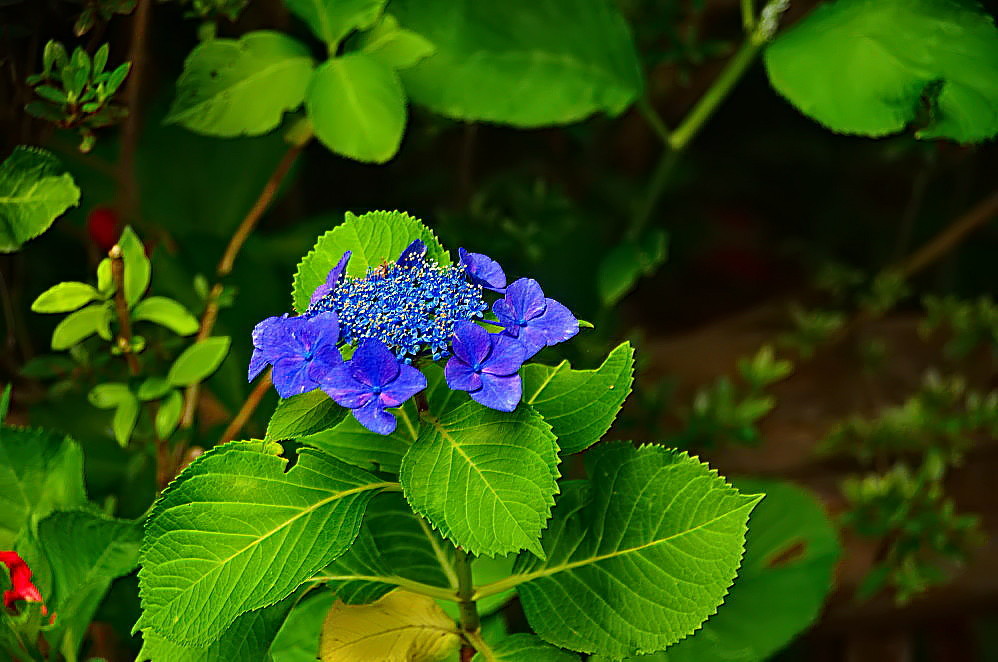 a0287533_21154901.jpg