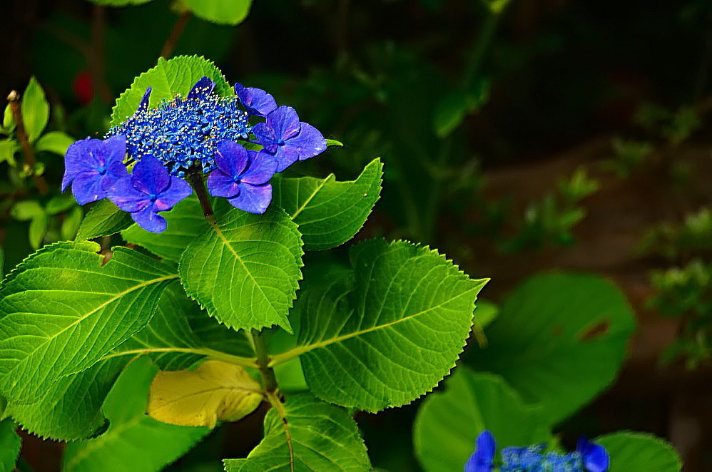 a0287533_21155442.jpg