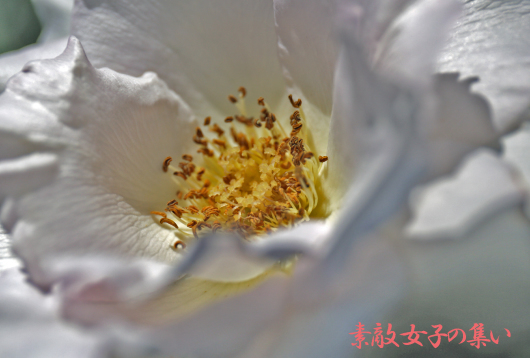 a0245136_14051771.jpg