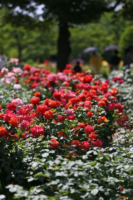 a0242438_20303752.jpg