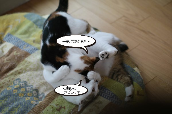 抱き合う保護猫さんたち_e0151545_20573366.jpg