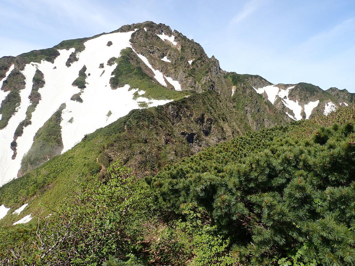 山野草 エゾツクモグサ 芦別岳 超希少