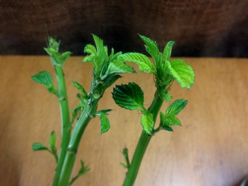 ☆モロヘイヤの茎を☆_c0092953_06305935.jpg