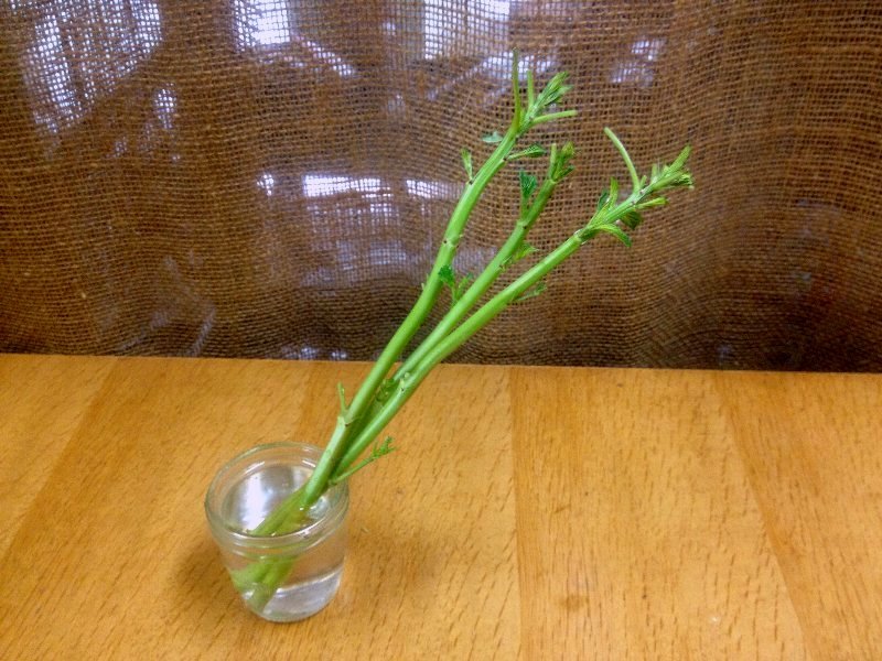 モロヘイヤの茎を ガジャのねーさんの 空をみあげて Hazle Cucu モロヘイヤの茎を ガジャのねーさんの 空をみあげて Hazle Cucu