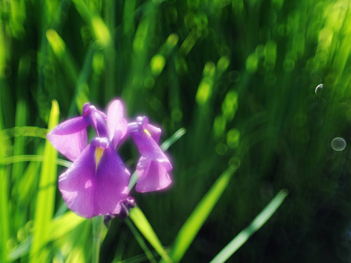 昭和記念公園の花菖蒲　２_c0373858_21443112.jpg