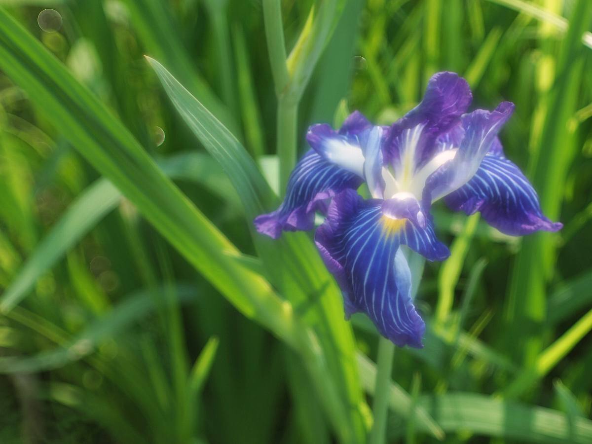 昭和記念公園の花菖蒲　２_c0373858_21443297.jpg