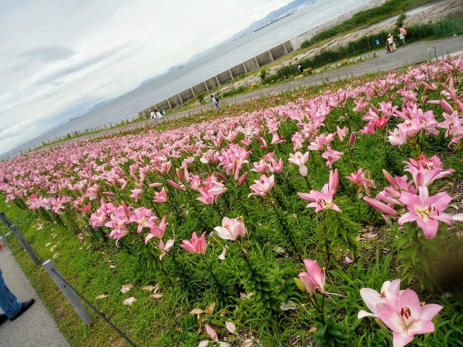 舞洲ゆり園_e0348365_23195061.jpg