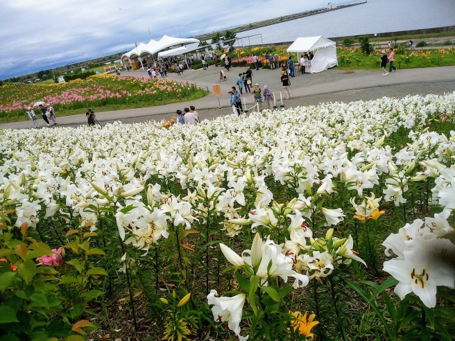 サヨナラ大阪舞洲ゆり園 空色の便箋