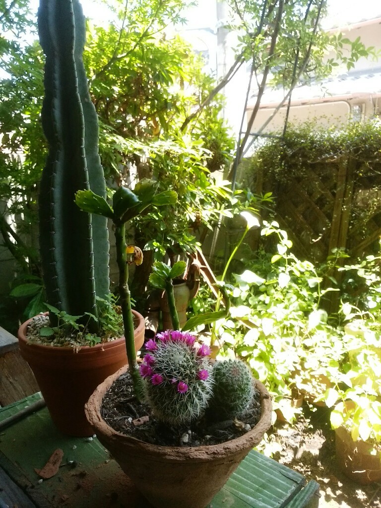 c0311667_08490616.jpg