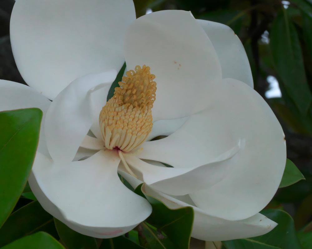 　馬見丘陵公園　花菖蒲まつり Ⅱ_b0161171_11041356.jpg