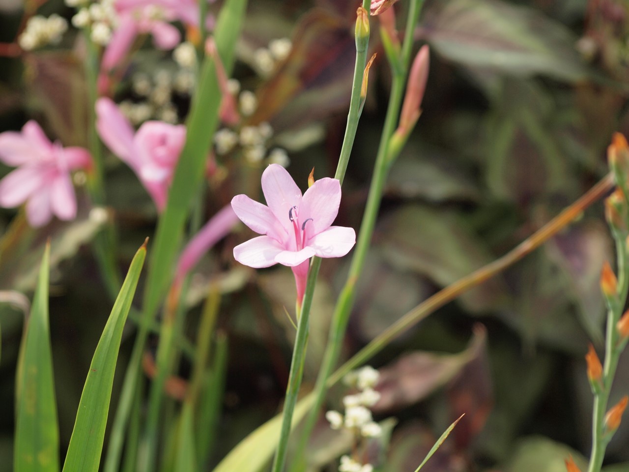 ワトソニアとビスカリアとアスチルベ等の花達 自然風の自然風だより