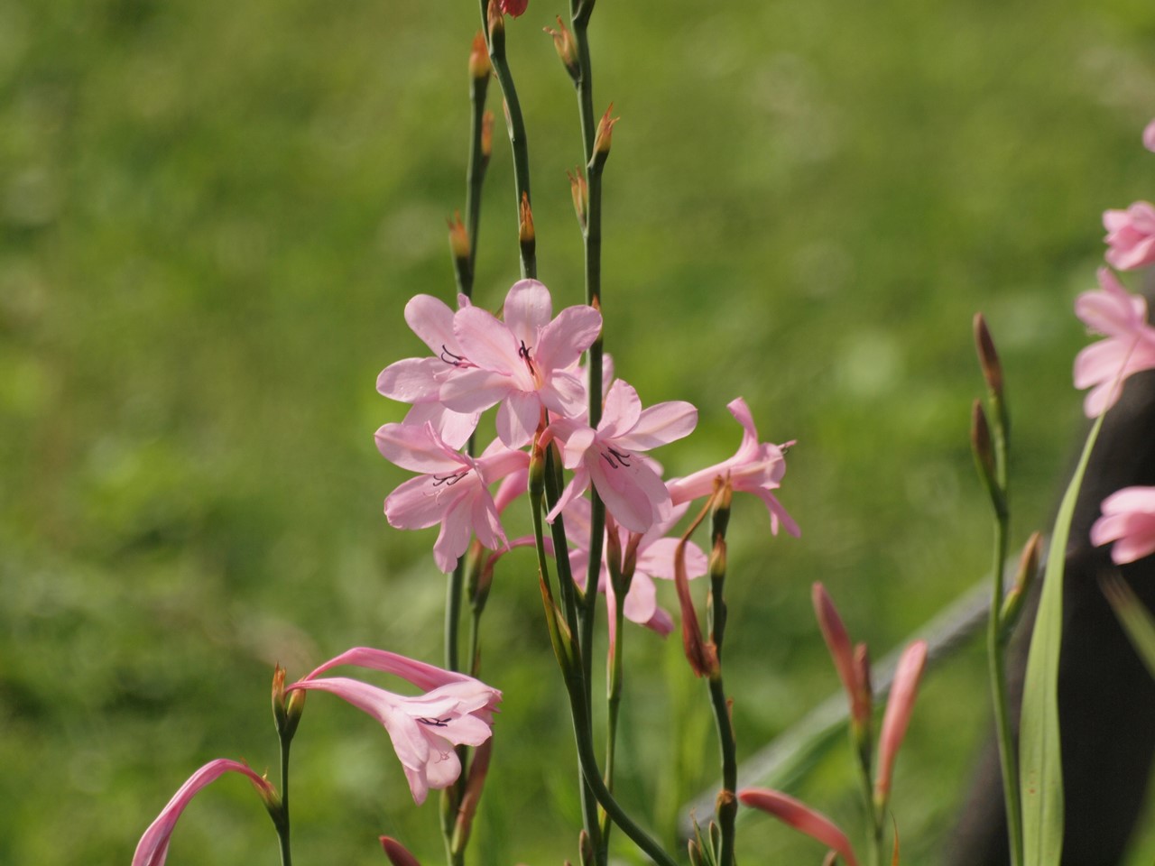 ワトソニアとビスカリアとアスチルベ等の花達 自然風の自然風だより