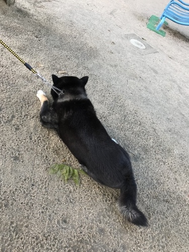 f0315081_17093653.jpeg