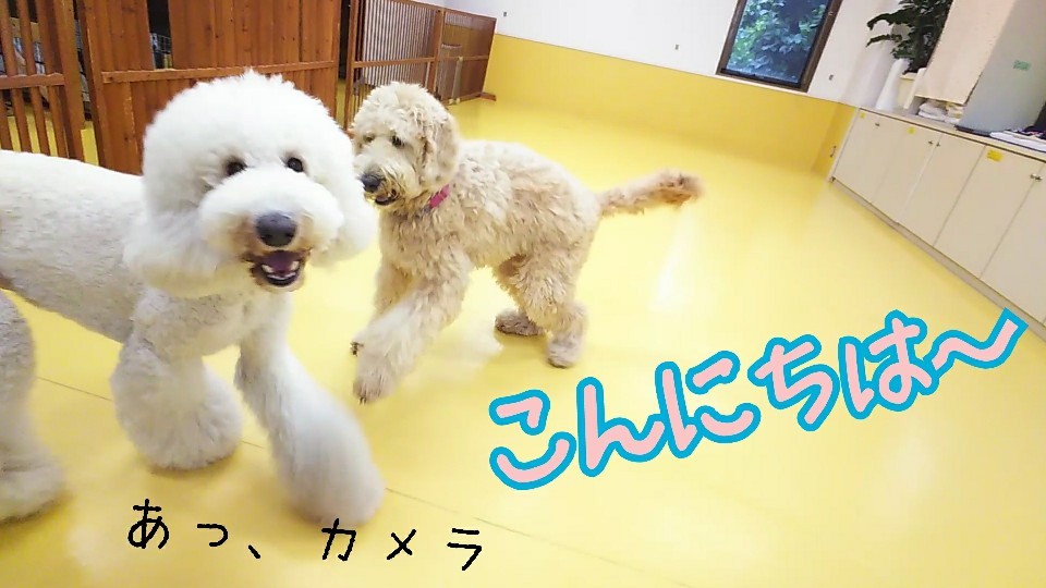 ボール大好き🎶_f0357682_15221038.jpg