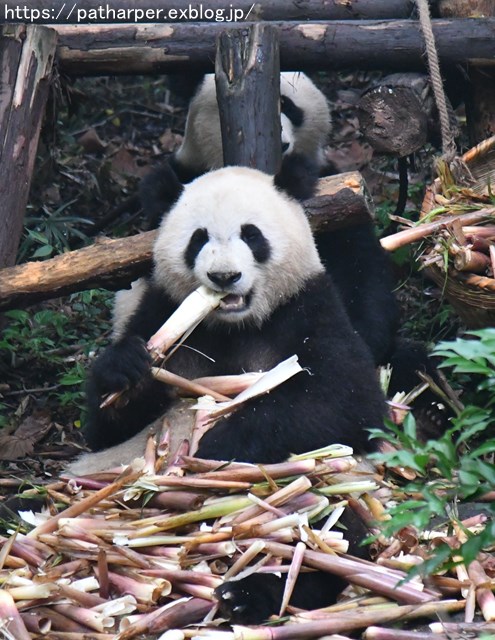 a0052986_23432461.jpg