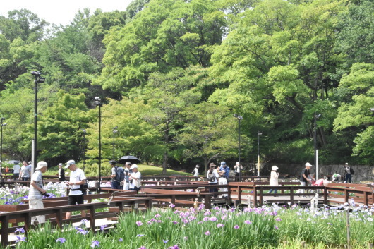 山田池公園の花しょうぶ_b0329186_08200453.jpg