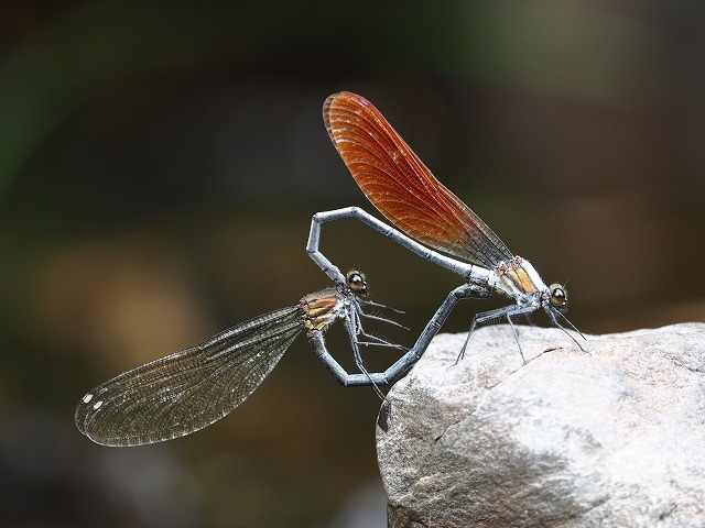 d0156387_20000211.jpg