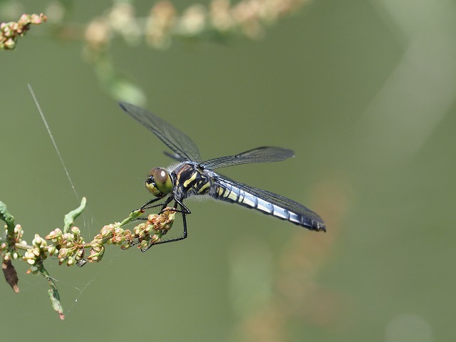 d0156387_20000819.jpg