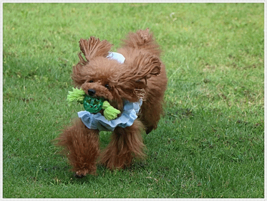 b0175688_23341285.gif