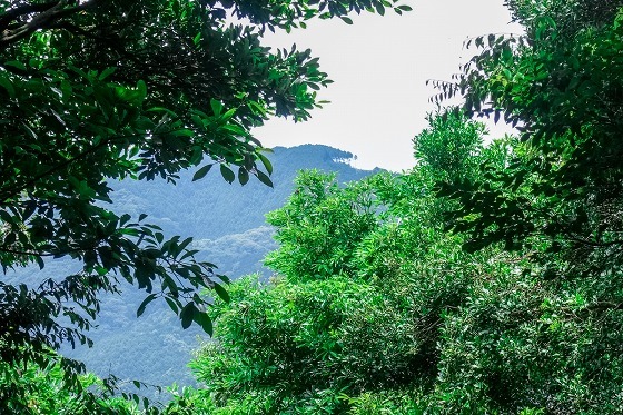 e0176993_06312383.jpg