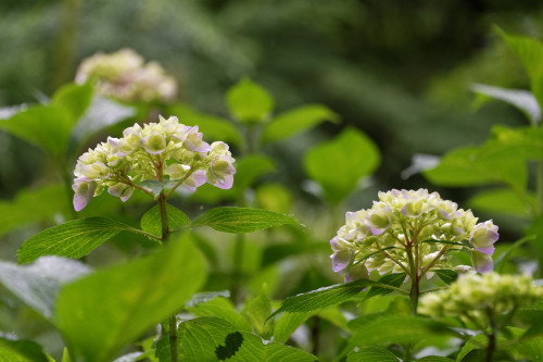 少し早かった紫陽花_e0366896_19232430.jpg