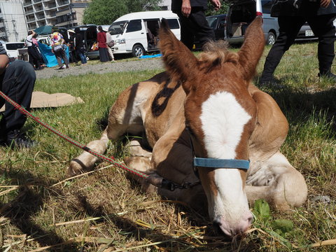 チャグチャグ馬コの旅2018（3）馬コたち おつかれさまでした！！_c0212604_6214481.jpg