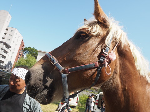 チャグチャグ馬コの旅2018（3）馬コたち おつかれさまでした！！_c0212604_6264617.jpg