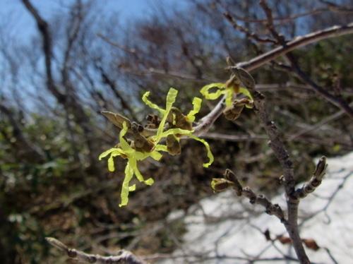 金糞岳登山で出逢った花_a0164011_15053710.jpg