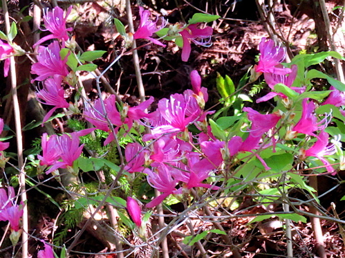 金糞岳登山で出逢った花_a0164011_15142739.jpg