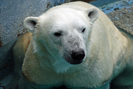 大阪・天王寺動物園のシルカ (Шилка)、内的危機をほぼ克服し次なるフェーズへ_a0151913_2262949.jpg