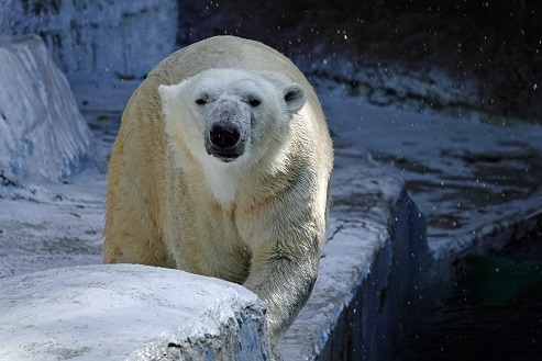 大阪・天王寺動物園のシルカ (Шилка)、内的危機をほぼ克服し次なるフェーズへ_a0151913_2304439.jpg