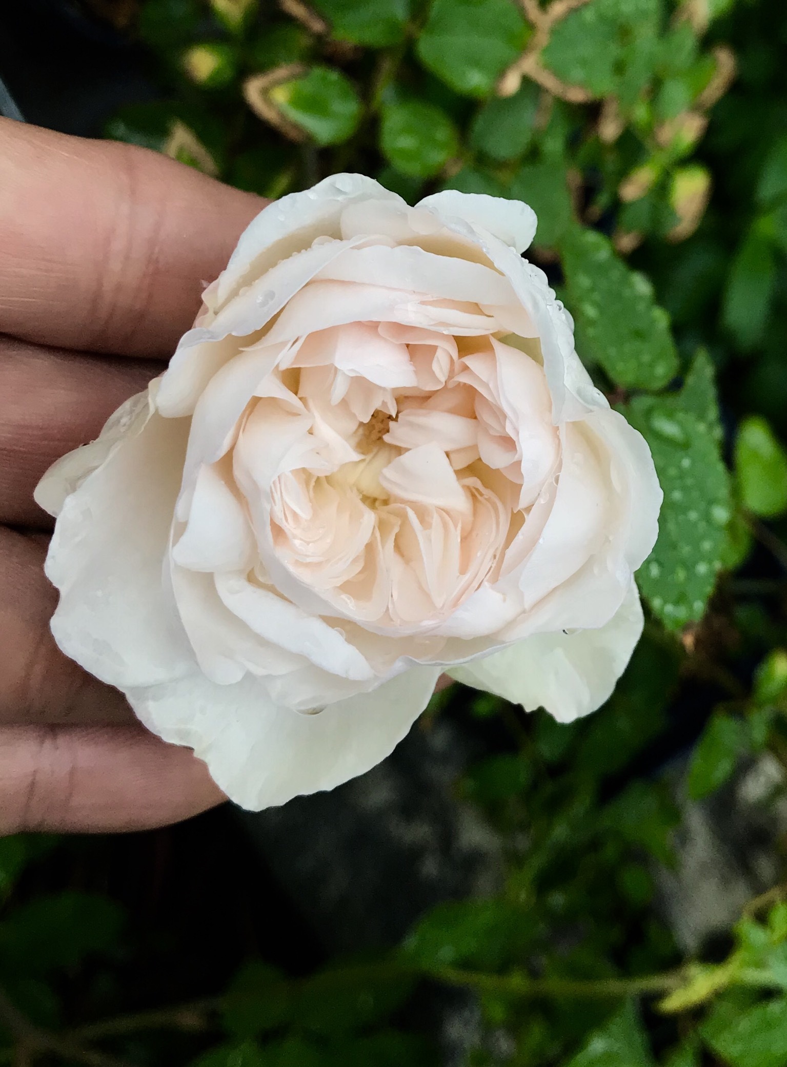 実生苗の開花 カヲリノニワ 実生苗の開花 カヲリノニワ