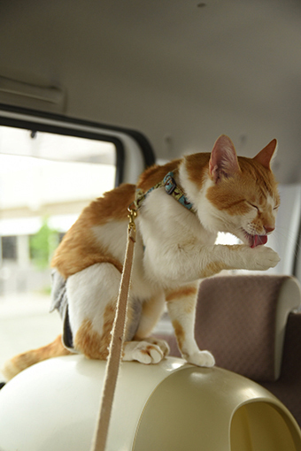 車涼内喧嘩及び宴会可_b0259218_04292107.jpg