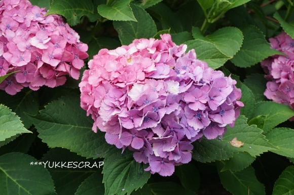紫陽花さんぽ ~ 西国分寺からお鷹の道 ~_d0348118_09390636.jpg
