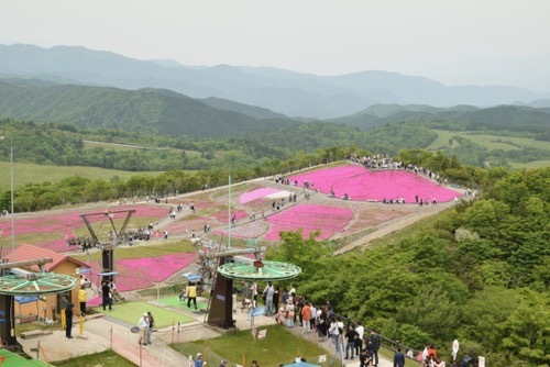 茶臼山の芝桜を見に行ってきました♪_a0284626_23564144.jpg