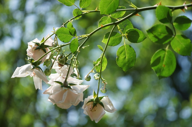 MD Macro Rokkor 100mm F4 : オールドレンズをマウントアダプターで