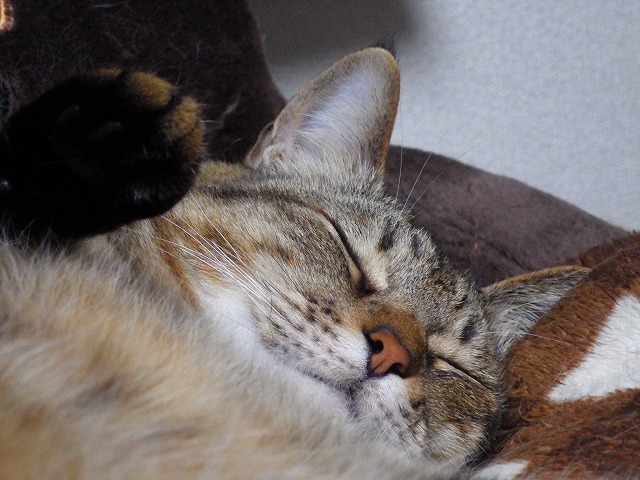 a0337237_13074838.jpg