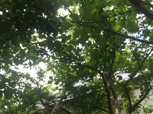 d0145345_20323149.jpeg