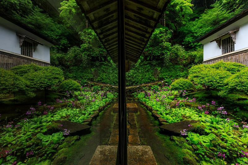 九輪草咲く雨の古知谷阿弥陀寺_f0155048_12142566.jpg