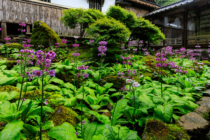 九輪草咲く雨の古知谷阿弥陀寺_f0155048_12161343.jpg