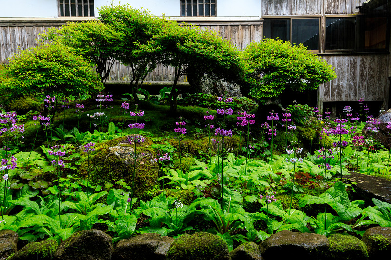 九輪草咲く雨の古知谷阿弥陀寺_f0155048_12165016.jpg