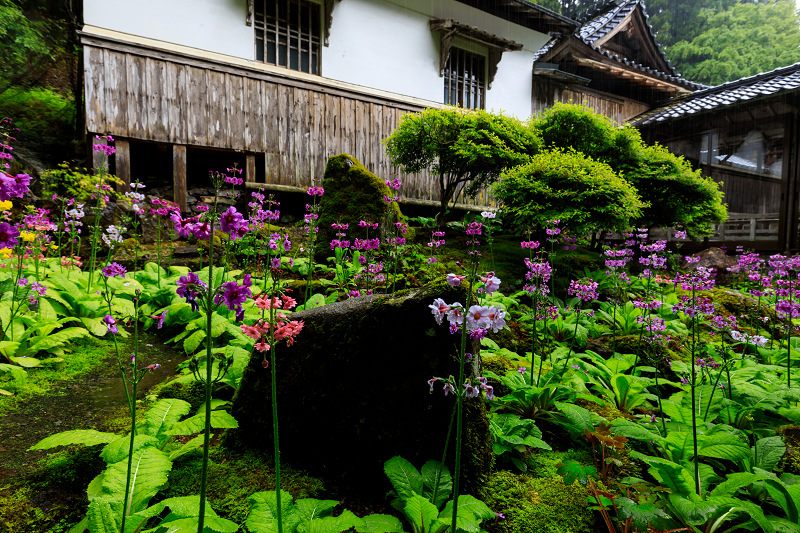 九輪草咲く雨の古知谷阿弥陀寺_f0155048_12174555.jpg