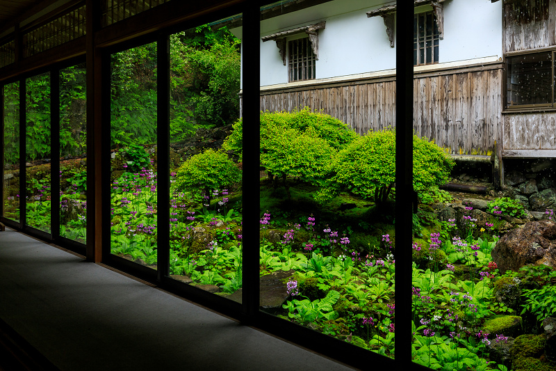 九輪草咲く雨の古知谷阿弥陀寺_f0155048_12181372.jpg